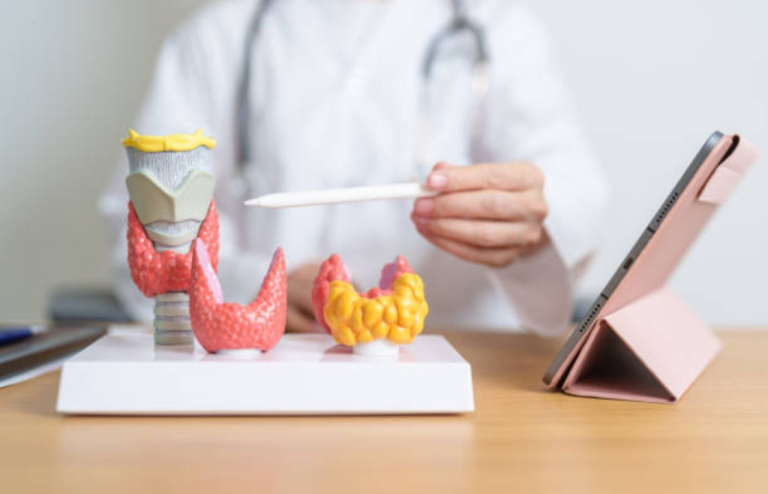 Doctor explaining a thyroid gland model during a medical consultation about thyroid health.