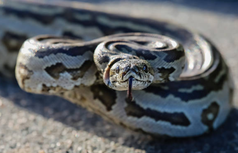 A close-up of a patterned snake coiled on the ground with its tongue extended.