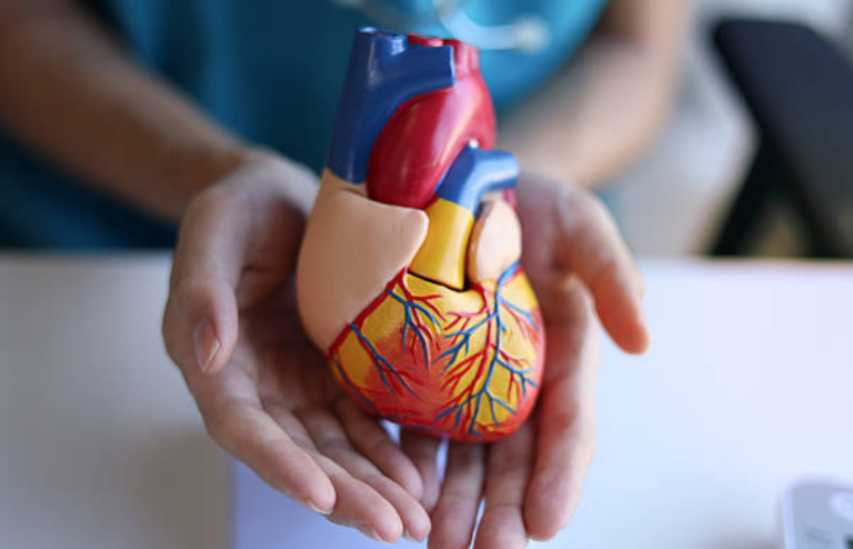 Hands holding a colorful anatomical heart model.