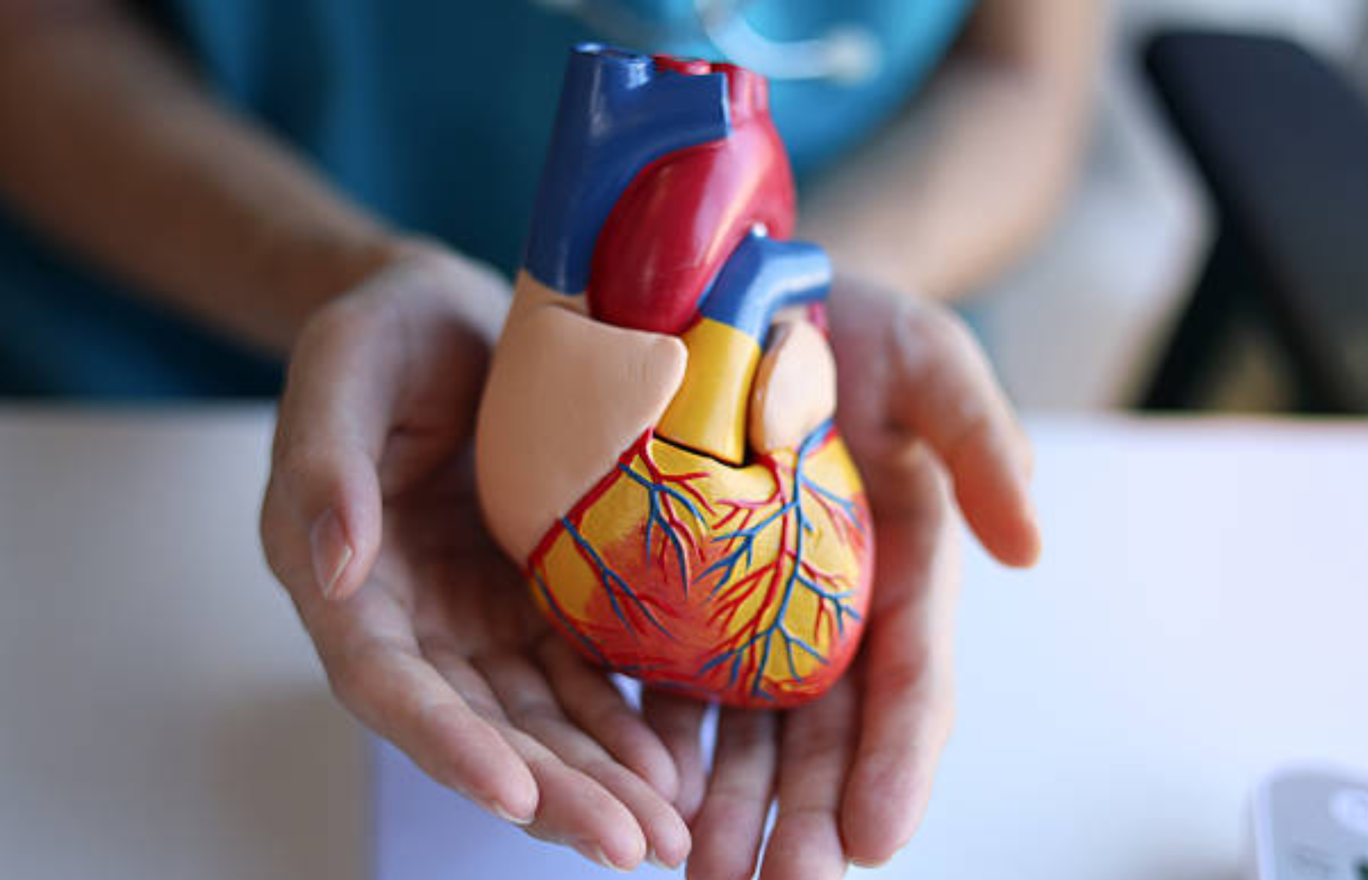 Hands holding a colorful anatomical heart model.