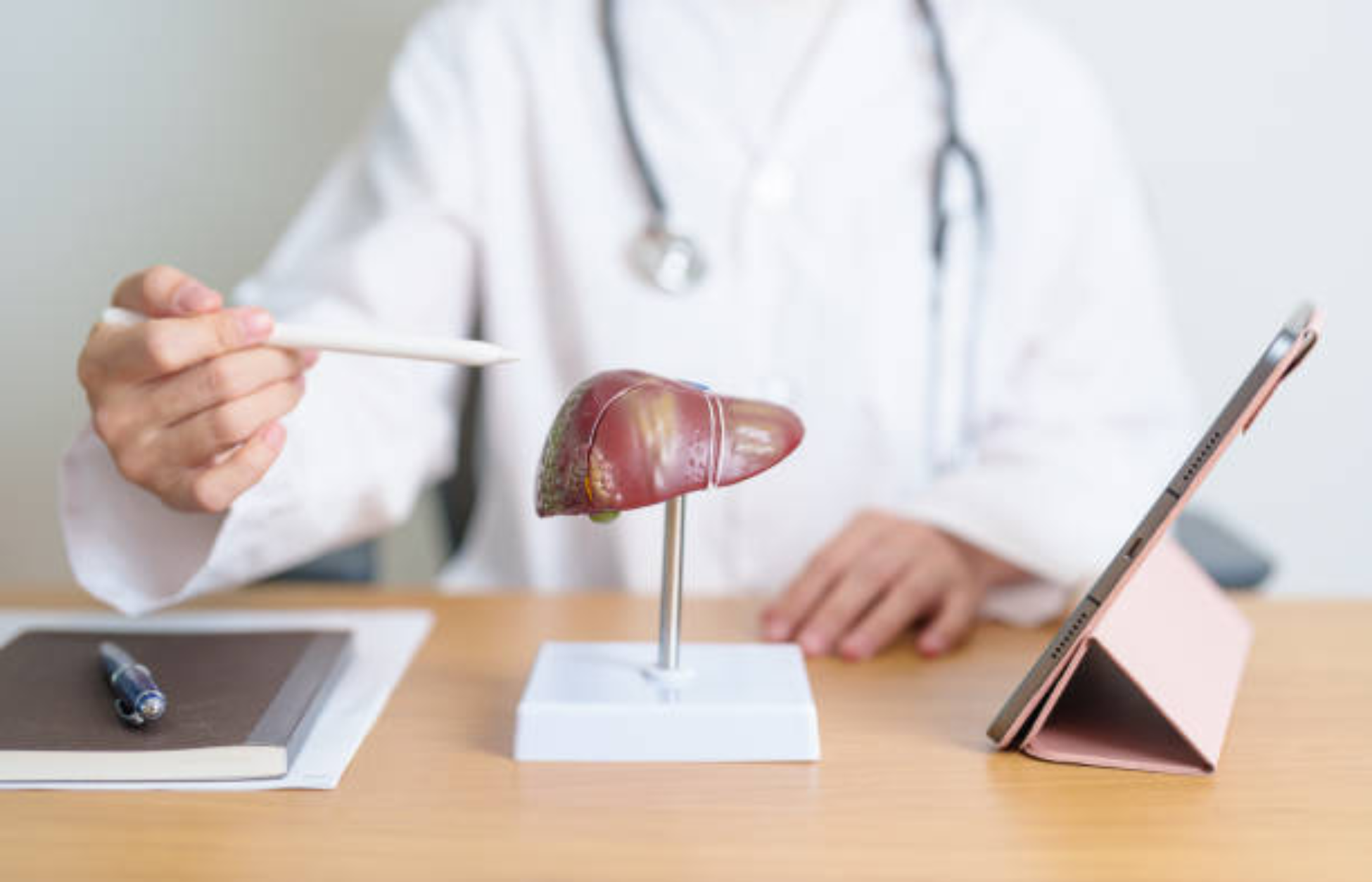 Doctor pointing at a liver model on a desk during a consultation