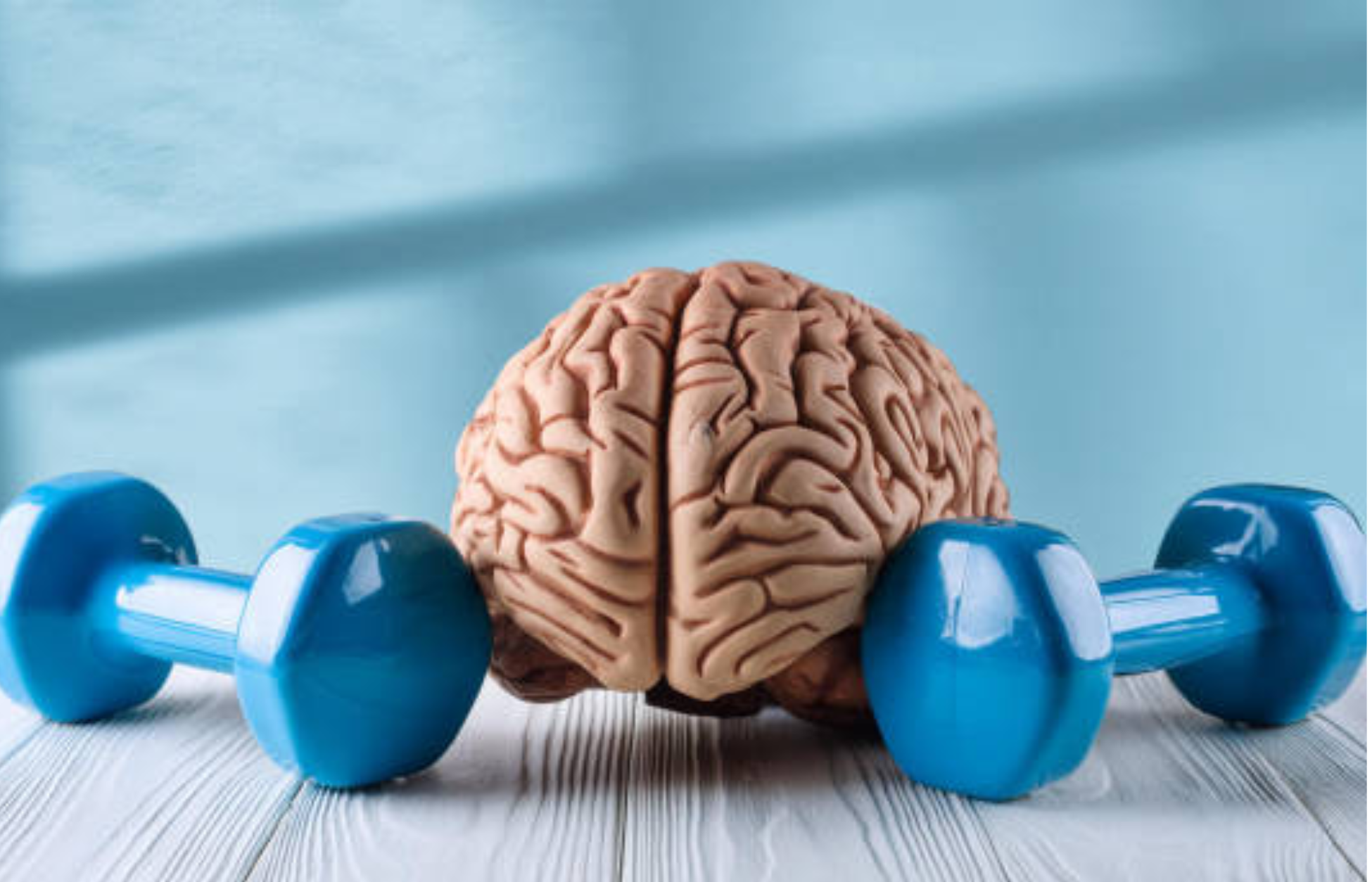Brain model and red dumbbells representing the connection between physical exercise and cognitive health.