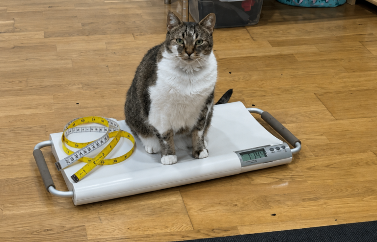 Weight Loss Drugs for Cats? Scientists Are Testing It